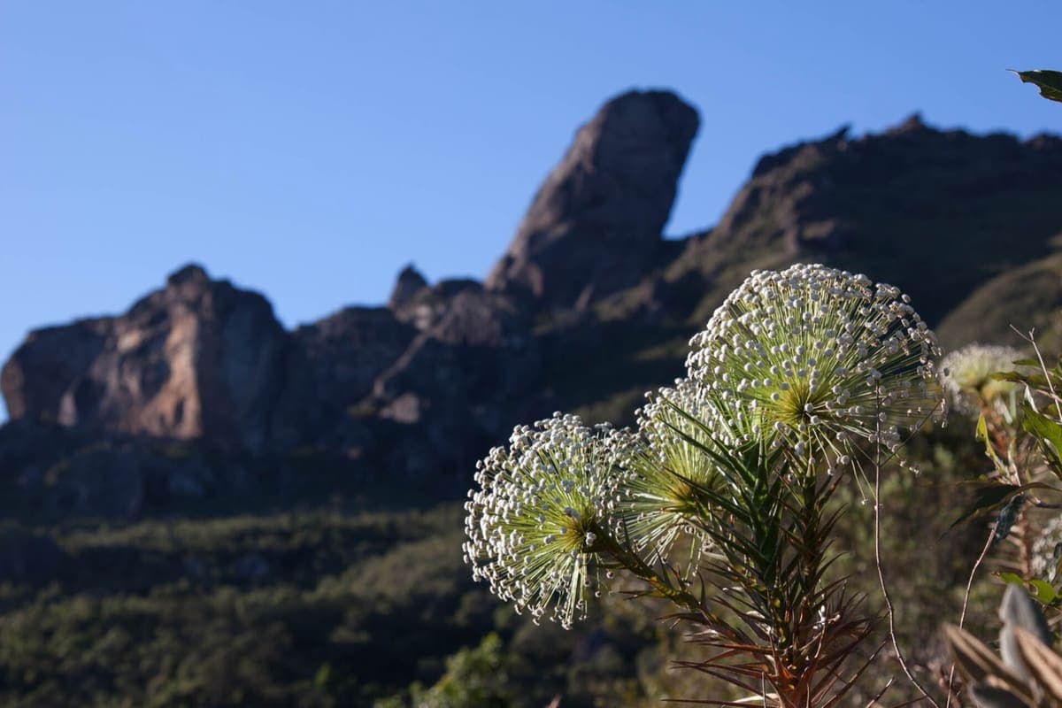 Flor de campo rupestre em primeiro plano e, ao fundo, a pedra do Pico do Itacolomi contra o céu azul